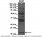 PEMT antibody - C-terminal region